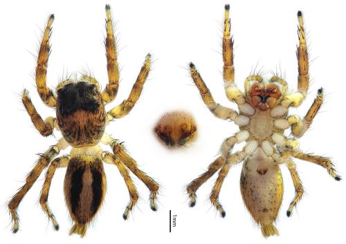 Réf. 322 876 : Hyllus acutus